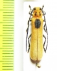 Linda nigroscutata  Laos - INSECTS-STORE.RU