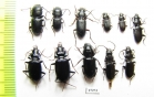 Carabidae sp.  Iran, Lorestan prov. - INSECTS-STORE.RU