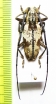 Parepepeotes togatus  Indonesia, Papua - INSECTS-STORE.RU