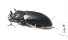 Toxicum sp.  Indonesia, Kalimantan - INSECTS-STORE.RU