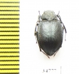 Platyope unicolor  Russia, Daghestan reg. - INSECTS-STORE.RU