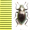 Oedemutes hirashimai inadai  Japan - INSECTS-STORE.RU