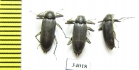 Elmidae sp.  Ecuador - INSECTS-STORE.RU