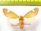 Erebidae sp.  Honduras - INSECTS-STORE.RU