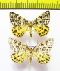 Arichanna melanaria, pair  Russia, Ryazan reg. - INSECTS-STORE.RU