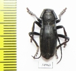 Eodorcadion dorcas  Mongolia - INSECTS-STORE.RU