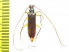 Cerambycidae sp.  Panama - INSECTS-STORE.RU