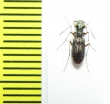 Cicindelinae sp.  Madagascar - INSECTS-STORE.RU