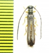 Oberea morio  Russia, Far East - INSECTS-STORE.RU