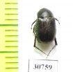 Melolonthinae sp.  Morocco - INSECTS-STORE.RU