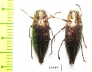 Dicerca sp., pair  Canada - INSECTS-STORE.RU