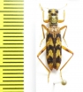 Cleridae sp.  Philippines - INSECTS-STORE.RU