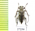Cerambycidae sp.  South Africa Rep. - INSECTS-STORE.RU