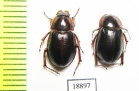 Hybosoridae sp.  Zambia - INSECTS-STORE.RU