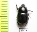 Dynastinae sp.  Madagascar - INSECTS-STORE.RU