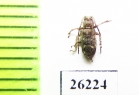 Cerambycidae sp.  Vietnam - INSECTS-STORE.RU