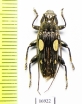 Pascoea degenerata  Indonesia, Moluccas isls. - INSECTS-STORE.RU