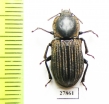 Tenebrionidae sp.  Australia - INSECTS-STORE.RU