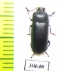 Toxicum sp.  Indonesia, Kalimantan - INSECTS-STORE.RU
