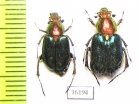 Amphicoma regalis  Laos - INSECTS-STORE.RU