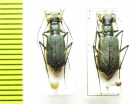 Myriochila sp., pair  Australia - INSECTS-STORE.RU