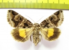 Chrysorithrum flavomaculata  Russia, Far East - INSECTS-STORE.RU