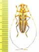 Cerambycidae sp.  Peru - INSECTS-STORE.RU