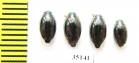 Gyrinidae sp.  Russia, Tver reg. - INSECTS-STORE.RU