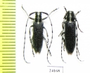 Agapanthia ? turanica, pair  Kazakhstan - INSECTS-STORE.RU
