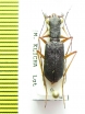 Odontocheila cayennensis rufipes  Peru - INSECTS-STORE.RU