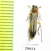 Oberea sp.  China, Sichuan prov. - INSECTS-STORE.RU