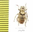 Cerambycidae sp.  China, Yunnan prov. - INSECTS-STORE.RU