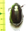 Rutelinae sp.  Malaysia, Borneo - INSECTS-STORE.RU