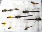 Odonata sp.  Russia, Tver reg. - INSECTS-STORE.RU