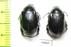 Rutelinae sp.  Peru - INSECTS-STORE.RU
