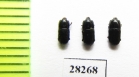 Histeridae sp.  Mexico - INSECTS-STORE.RU