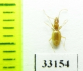 Geotrechus gallicus gallicus  France - INSECTS-STORE.RU