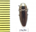 Sphenoptera rauca  Spain - INSECTS-STORE.RU