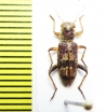 Cleridae sp. Indonesia, Sulawesi - INSECTS-STORE.RU