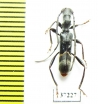 Oxilus sp.  South Africa Rep. - INSECTS-STORE.RU