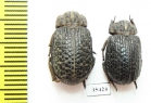 Trogidae sp.  Mexico - INSECTS-STORE.RU