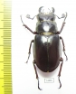 Lucanus busignyi  Turkey, Mugla prov. 40mm - INSECTS-STORE.RU
