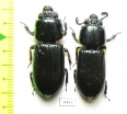 Passalidae sp.  Panama - INSECTS-STORE.RU