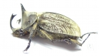 Lycomedes buckleyi, male  Ecuador - INSECTS-STORE.RU