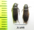 Xylita laevigata  Russia, Tver reg. - INSECTS-STORE.RU
