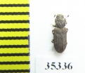 Zopheridae sp.  Mexico - INSECTS-STORE.RU