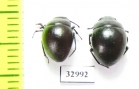 Diaphanidus ferrugineus  Russia, Astrakhan reg. - INSECTS-STORE.RU