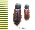 Bostrichus capucinus  Iran, Lorestan prov. - INSECTS-STORE.RU