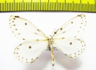 Naxa seriaria  Russia, Far East - INSECTS-STORE.RU