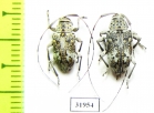 Atrypanius conspersus  Peru - INSECTS-STORE.RU